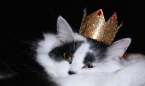 cat_crown